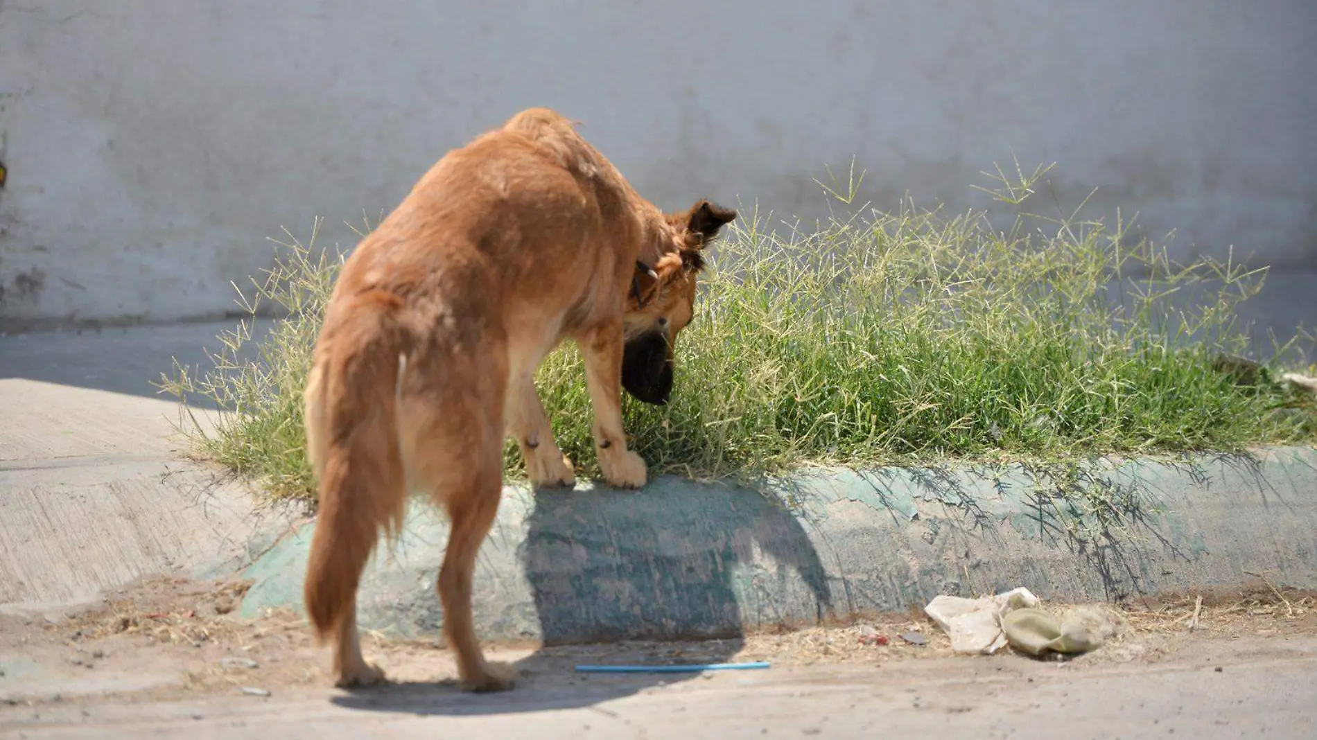 Albergue Animal Gratuito (1)